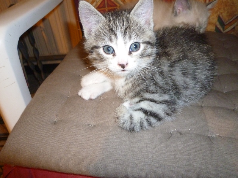 une bonne chatte