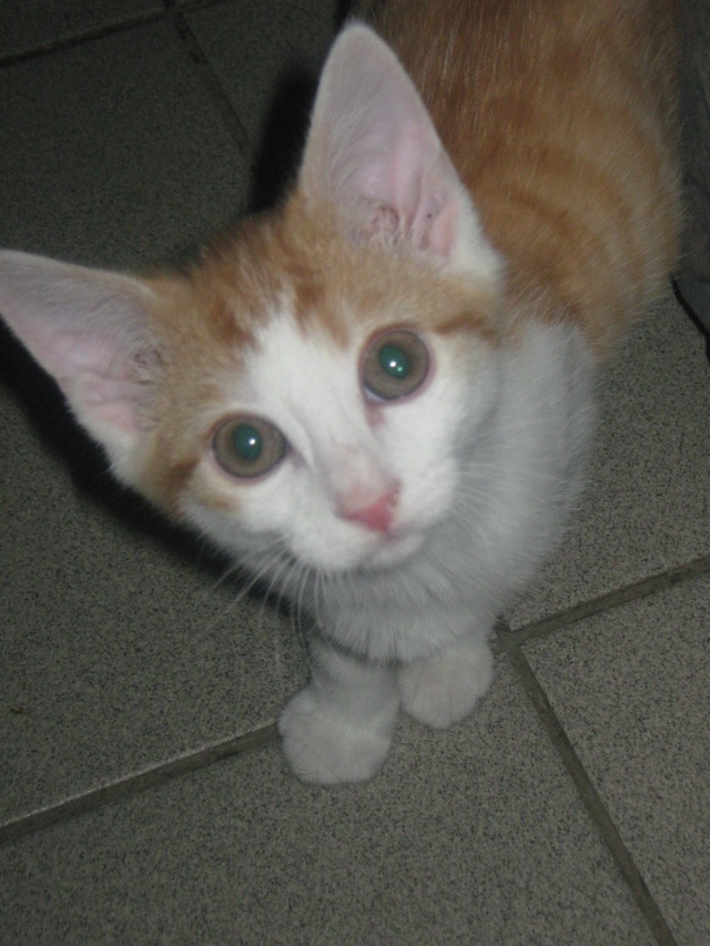 Sites de chat italien