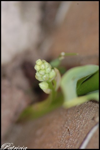 muguet.. dans fleurs 00410