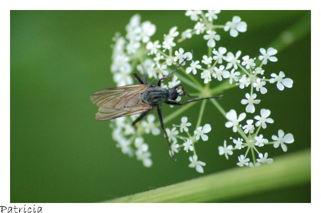 insecte dans nature 06610