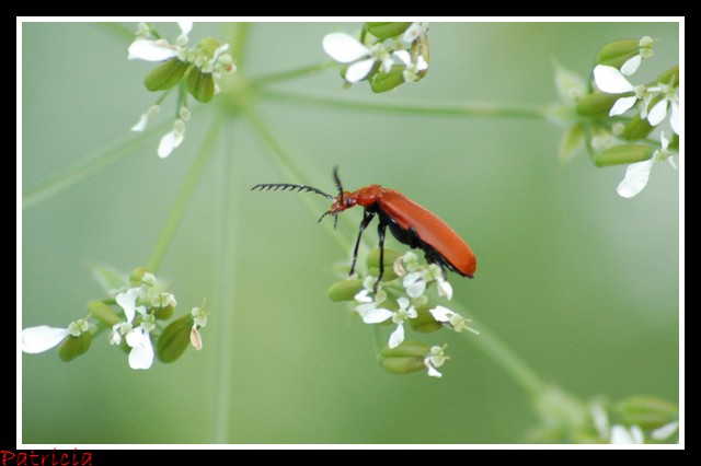 insectivor dans nature 07910