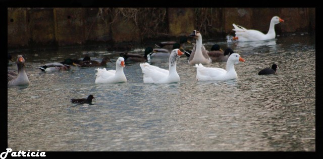 Cygnes ou canards blancs dans animaux 34910