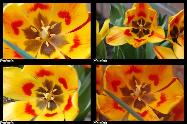 tulipes dans fleurs 37110