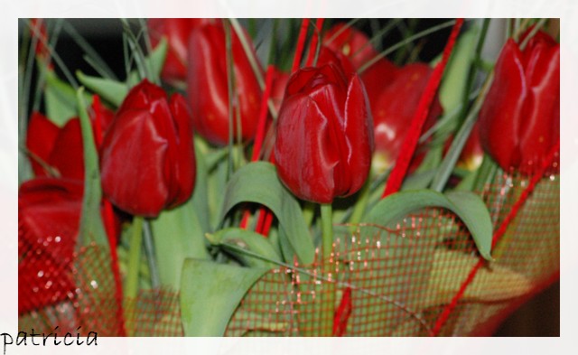 tulipe11 dans fleurs
