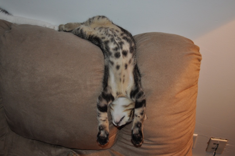 Bengal x tabby F1. Le chat le plus colleur et ronronneux de la planète haha Razz