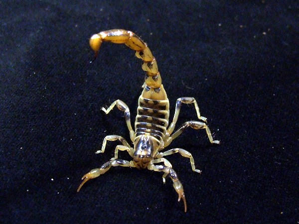 Ghost Scorpion