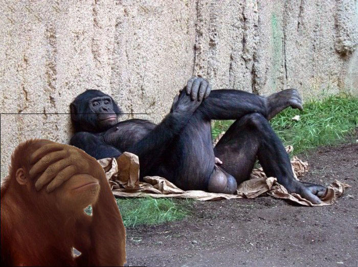 dodoo10.jpg