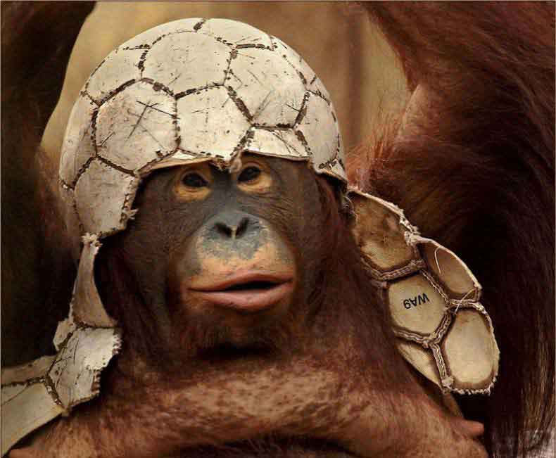 monkey10.jpg
