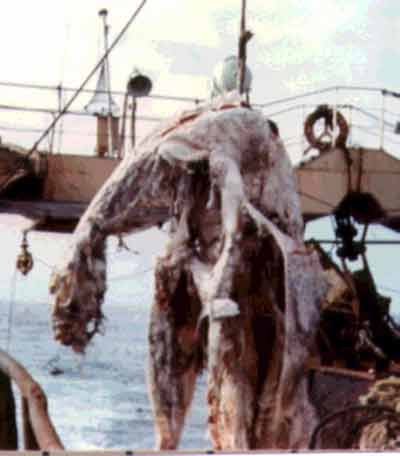 lebt megalodon noch