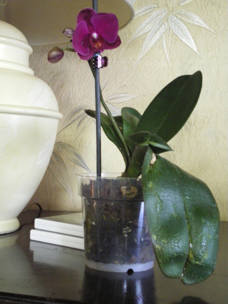 Voici pourquoi il faut mettre vos orchidées dans des pots transparents !