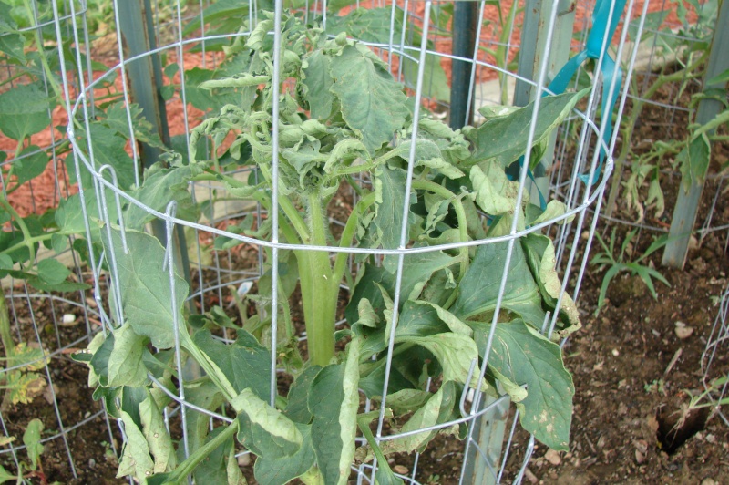 Need a Tomato diagnosis and a remedy!