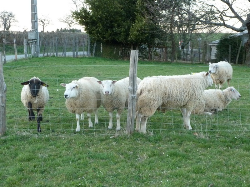 1 2 3... moutons ! dans Dans mon Jardin 3mouto10