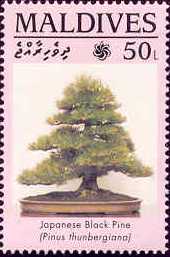 maldiv11.jpg