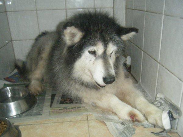 SOS Femelle MALAMUTE, 13 ans, maîtresse décédée, IBIZA SOS Femelle MALAMUTE, 13 ans, maîtresse décédée, IBIZA