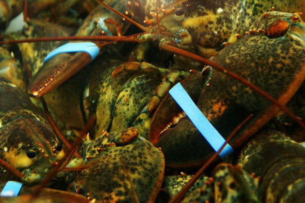 lobste12.jpg