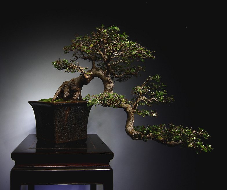 Chinese Elm Semi Cascade