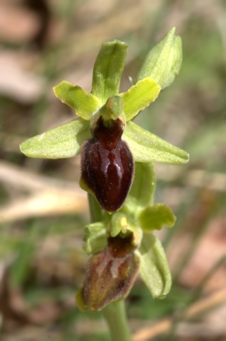 ophrys60.jpg
