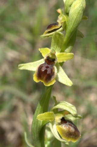 ophrys61.jpg