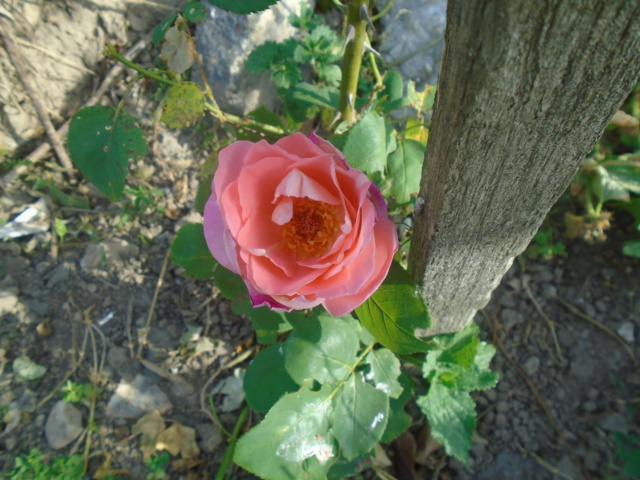 rose_d10.jpg